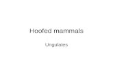 Hoofed mammals Ungulates. Ungulates: Refer to mammals with hooves Artiodactyla:_________ Perissodactyla: __________.