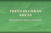 TREES IN URBAN AREAS BENEFITS OF TREES IN TOWNS. Environmental Environmental Amenity Amenity Landscape Landscape Ecological Ecological Social Social.