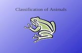 Classification of Animals adapted from Body Symmetry.
