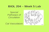 BIOL 204 – Week 5 Lab Special Pathways of Circulation Cat Vasculature.