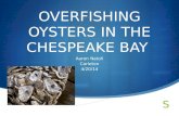 OVERFISHING OYSTERS IN THE CHESPEAKE BAY Aaron Natoli Carleton 4/20/14.