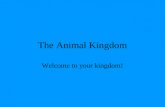 The Animal Kingdom Welcome to your kingdom!. Where we’ve been…and where we’re headed….