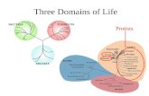 Three Domains of Life Protists. Three Domains of Life.