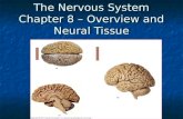 The Nervous System Chapter 8 – Overview and Neural Tissue.