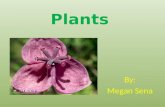 Plants By: Megan Sena. Plants and animal cells are mainly different because plant cells have a cell wall. Cell walls are what makes the plants become.