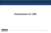 Zoonoses in Life 1. A brief overview of zoonotic diseases Zoonotic disease- An infection or infectious disease transmissible under natural conditions.