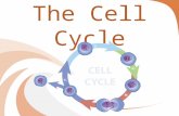 The Cell Cycle. Division of the Cell : All cells come from preexisting cells. 1.Growth and Development 2.Repair (Healing) 3.Reproduction – ( We will talk.