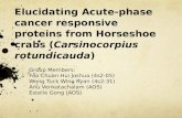 Elucidating Acute-phase cancer responsive proteins from Horseshoe crabs (Carsinocorpius rotundicauda) Group Members: Foo Chuan Hui Joshua (4s2-05) Wong.