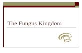 The Fungus Kingdom. Welcome to the Fungus Kingdom!  Activity: Watch this video clip and write down all the different references made to fungi  “Fungus.