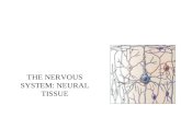 THE NERVOUS SYSTEM: NEURAL TISSUE. Neurons Neuroglia Cells in Nervous Tissue.