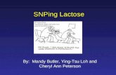 SNPing Lactose By: Mandy Butler, Ying-Tsu Loh and Cheryl Ann Peterson.