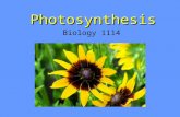 Photosynthesis Biology 1114. Autotrophs “Self Feeders” Photosynthesize PlantsAlgae / Protists Some Bacteria.