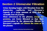 Department of physiology Shenyang Medical College1 Section 2 Glomerular Filtration Urine forming begins with filtration from the glomerular capillaries.