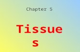 Chapter 5 Tissues. Epithelial Covers the body surface and organs, lines the inner cavities, glands External- protects from drying out, injury, and bacteria.