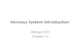 Nervous System Introduction Biology 2121 Chapter 11.