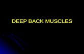 DEEP BACK MUSCLES. Deep Back Muscles Epaxial muscles. Epaxial muscles. Hypaxial muscles. Hypaxial muscles. Pharyngeal arch muscles. Pharyngeal arch muscles.