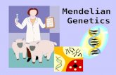 Mendelian Genetics. Genetics Study of heredity, or the passing on of characteristics from parent to offspring.
