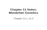Chapter 11 Notes: Mendelian Genetics Chapter 11-1, 11-3.