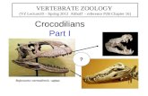 Crocodilians Part I VERTEBRATE ZOOLOGY (VZ Lecture20 – Spring 2012 Althoff - reference PJH Chapter 16) Rajasaurus narmadensis - extinct ?