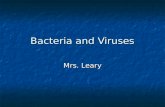 Bacteria and Viruses Mrs. Leary. Facts 2 kinds – Eubacteria and Archaebacteria 2 kinds – Eubacteria and Archaebacteria Eubacteria- more closely related.