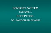 SENSORY SYSTEM LECTURE 1 RECEPTORS DR. ZAHOOR ALI SHAIKH.