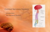 Central Nervous System Introduction The Sensory System.