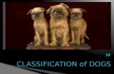 CLASSIFICATION of DOGS. Irish SetterEnglish Setter.