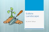 Edible Landscape By Jordin Tafoya. Purpose To design a landscape that is: -Beautiful -Thoughtful -Productive.