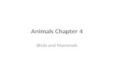 Animals Chapter 4 Birds and Mammals. Birds Endotherms (warm-blooded) Egg-laying vertebrates 4 types -perching birds – sparrows, robins etc. -bird of prey-