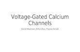 Voltage-Gated Calcium Channels Daniel Blackman, Zhihui Zhou, Thomas Arnold.