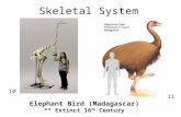Skeletal System 10 11 Elephant Bird (Madagascar) ** Extinct 16 th Century.