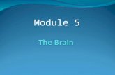 Module 5. Modern Myths About the Brain Myth #1: People only use 10% of their brain While not all of the brain is active all at once, functional magnetic.