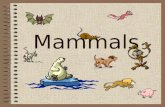 Mammals. Excretory System To filter out and eliminate metabolic, nitrogenous wastes and help maintain homeostasis –Gets rid of excess H 2 O, salt, vitamins,