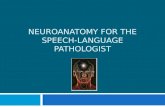 NEUROANATOMY FOR THE SPEECH-LANGUAGE PATHOLOGIST.
