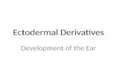 Ectodermal Derivatives Development of the Ear. Regions of the Ear (mammalian) 1.external 2.middle 3.internal.