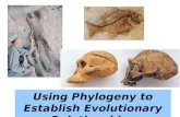 Using Phylogeny to Establish Evolutionary Relationships `