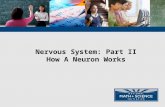 Nervous System: Part II How A Neuron Works. Animals have nervous systems that detect external and internal signals, transmit and integrate information,