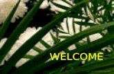 WELCOME. THE SUNDAY OF THE PASSION Palm Sunday 10 th April, 2011.