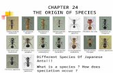CHAPTER 24 THE ORIGIN OF SPECIES Different Species Of Japanese Ants!!! What is a species ? How does speciation occur ?