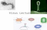 Virus Lecture Virus The nonliving Undead Virus Characteristics About as big as a protein Basic Virus Anatomy 1. outer protein coat 2.Inner core of nucleic.