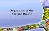 Organisms of the Marine Biome. Essential Questions What are the types of organisms in each marine life zone? How are organisms distributed in the marine.