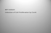 MTT ASSAY Induction of Cell Proliferation by ConA.