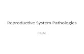 Reproductive System Pathologies FINAL. Female Reproductive System.