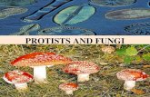 PROTISTS AND FUNGI. KINGDOM PROTISTA Kingdom Protista Eukaryotes (cells with nuclei). Live in moist surroundings. Unicellular or multicellular. Autotrophs,