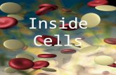 Inside Cells. All living things are made of cells.