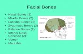 Facial Bones Nasal Bones (2) Maxilla Bones (2) Lacrimal Bones (2) Zygomatic Bones (2) Palatine Bones (2) Inferior Nasal Conchae (2) Vomer Mandible.