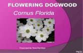 Cornus Florida Presented by Torie Ramlose Fig [1].