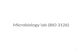 Microbiology lab (BIO 3126) 1. My coordinates Instructor : John Basso Email : jbasso@uottawa.ca Office : Bioscience 102 Tel. : 613-562-5800 Ext. 6358.