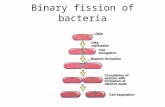 Binary fission of bacteria. E.coli genome size: 4.6 x 10 6 nucleotides Generation time at optimal conditions: 20min DNA replication rate: 1000nt/s ≈ 1.2.