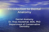 Introduction to Dental Anatomy Dental Anatomy Dr. Firas Alsoleihat, BDS, PhD Department of Conservative Dentistry.